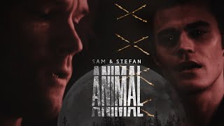 sam & stefan | animal (au)