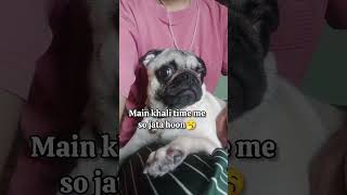 App khali time me kya karte ho😄#doglove #funny #cutedog #pug #sleepydog #sleepypug#trend #viralvideo