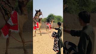 Camels of many races #shorts  #shortvideo  #youtubeshorts