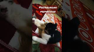 kucing lucu menggemaskan