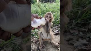 Bandar ka bachcha dudhu pita 🍼🍼🍼🐵🐵🐵#bandar #monkeyvideo #monkey 0586