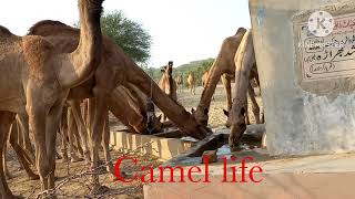 #cameldrinkingwater #desertcamel #camel #famouscamelvidioinworld #camelwater