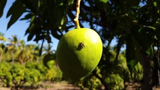 Le kaolin, une solution prometteuse contre les mouches des fruits et des légumes - 2020