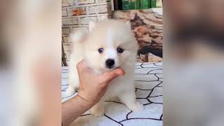 CUTE AND ADORABLE TEACUP PUPPIES