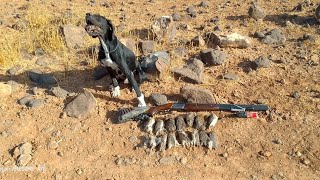 صيد فري تشريني مع الوحش الاسود black English buenter #hunting #الحجل #hunting #huntingbirds