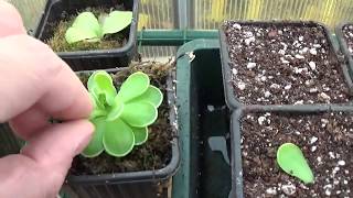 Como hacer Esquejes de pinguiculas plantas carnivoras