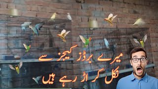 Birds Flying Kr Gaya | My Vlogs | Birds Udte Hue | udte hue  | birds flying high you know how i feel