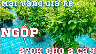 4-10-2023☎️0348864584( gặp Thái) giao mai Giảo Siêu Nụ giả cực rẻ chơi tết 2024