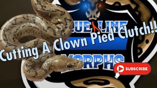 CUTTING A CLOWN PIED CLUTCH!!  ||  DID SHE PROVE OUT HET PIED?!