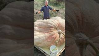 The largest 🎃🎃 pumpkin in the world 🤯🤯 || #shorts #viral #short #giant pumpkin