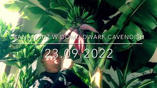 201.🌴🍌Banan już w domu 'Musa Acuminata Dwarf Cavendish'🍌🌴23.09.2022🍌