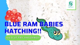 100's Of EGG'S HATCHING!! Incredible BLUE RAM Fry HATCHING!! ( RARE VIDEO CAPTURE!!)👀😮