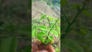 আমরা গাছের কলম #shot video