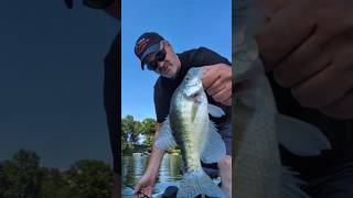 You Could Put this Crappie on a Plate! #crappie #fishing #fish #shorts