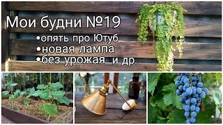 Мои будни №19. Опять про Ютуб▶️ Новая лампа💡Виноград 🍇 4я попытка вырастить огурцы🥒 и прочее...