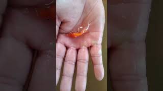 Baby fish so cute