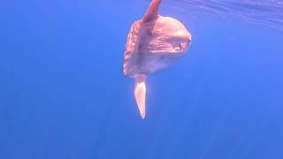 Swimming with Mola Mola off the coast of San Diego