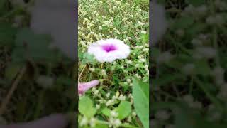 Petals in Motion: Close-Up Video of Nature's Exquisite Bloom 🌸🔍