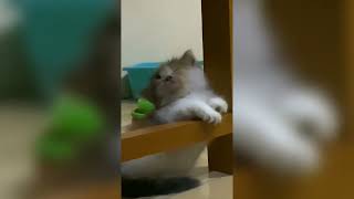 Kucing kucing ini menggemaskan sekali