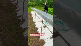 Proses atap plastik anak cabe dumai #shortvideo #short #shorts #shortsfeed #shortfound