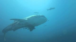 Whaleshark  f58035e9 5cc2 4f93 819c e821b08b3c98 Richelieu Rock 01042015 thailand similan