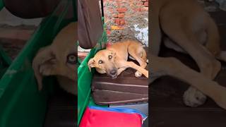 😂पांचली के नाम पर इतना गुस्सा😡😡😡 #doglover #viralshort #comedy #funnyvideo #shorts