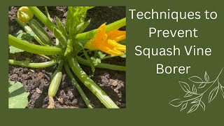 Late May Garden Tour | Ways To Prevent Squash Vine Borer