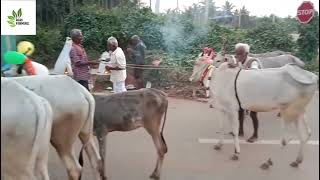 ಮಕರ ಸಂಕ್ರಾಂತಿ ದನಗಳ ಕಿಚ್ಚಯಿಸುವ ಹಬ್ಬ