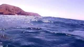 A playful California sea lion eating a mola off the coast of Santa Cruz Island.