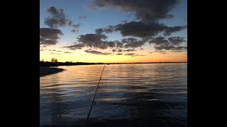 GIANT SHEEPSHEAD SANIBEL ISLAND (Catch and Clean)