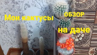 Обзор моих кактусов🌵🌵🌵 на даче🏠