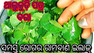 ସମସ୍ତ ରୋଗର ରାମବାଣ ଇଲାଜ ଥାଲୁକୁଡି ପତ୍ର ବରା(odia recipe)/thalkudi patra bara /healthy and teasty recipe