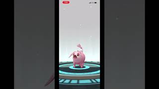 Evolving LECHONK♀ SHINY to OINKOLOGNE♀ SHINY | Pokémon Go