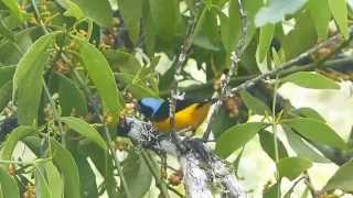 Golden-rumped Euphonia eating mistletoe berries