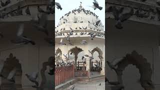 Beautiful fort of Rajasthan #travel #rajasthan #nature #mahal ##viralvideo #shorts