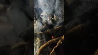 Bakar singkong sampai gosong