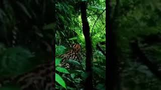 A rare and special glimpse of an Ocelot.🥰