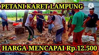 MOBIL KEPATER // HARGA KARET DUA MINGGUAN DI PUTRA RUMBIA LAMPUNG TENGAH MENCAPAI Rp.12.500/Kg