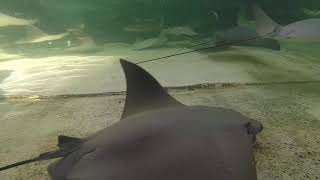 stingray pool seaworld orlando