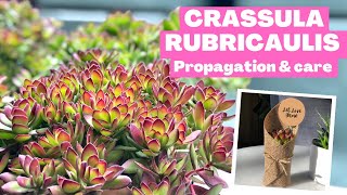 CRASSULA RUBRICAULIS : Succulent Propagation & Care