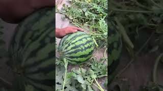 شوفو كيف فك البطيخ 😯🍉