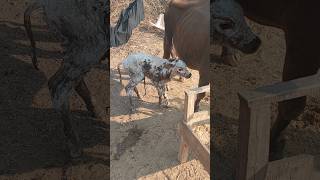 New Born 1 Hour Baby  #villagelife #cowbaby #ytshorts