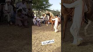 واہ گھوڑا واہ ہارس ڈانس گھوڑا نائچ ویڈیو دیکھیے #trending #horseshow #horselover