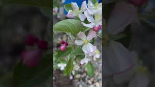 Hewes Virginia Crabapple💟