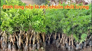 Phân biệt đinh lăng nếp lá nhỏ đơn giản khi mua hàng