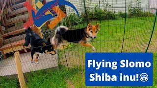 Super Slomo Shiba Inu