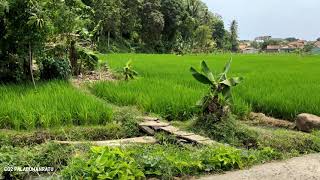 Suasana Yang Bikin Kita Betah Sawah di Kampung Citepus Palabuhanratu