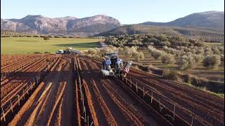 siembra y riego olivar super intensivo 1,5x5 Villanueva del Trabuco. Servicios agrícolas Jesús Daza