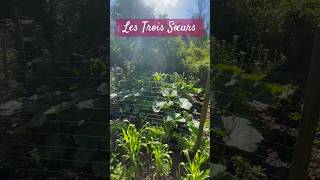 Le Jardin de Démonstration des TROIS SŒURS s’en vient bien! Entouré de sorgho et de la forêt!