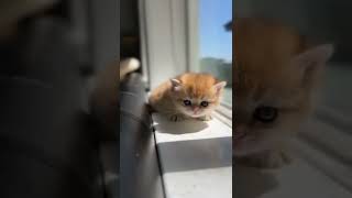 OMG So Cute Cat Video ❤ #cat #shorts